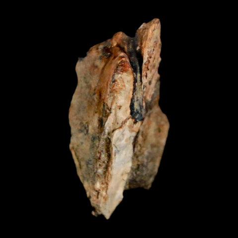 0.9" Raptor Theropod Fossil Bone Cretaceous Dinosaur Judith River FM MT COA Display