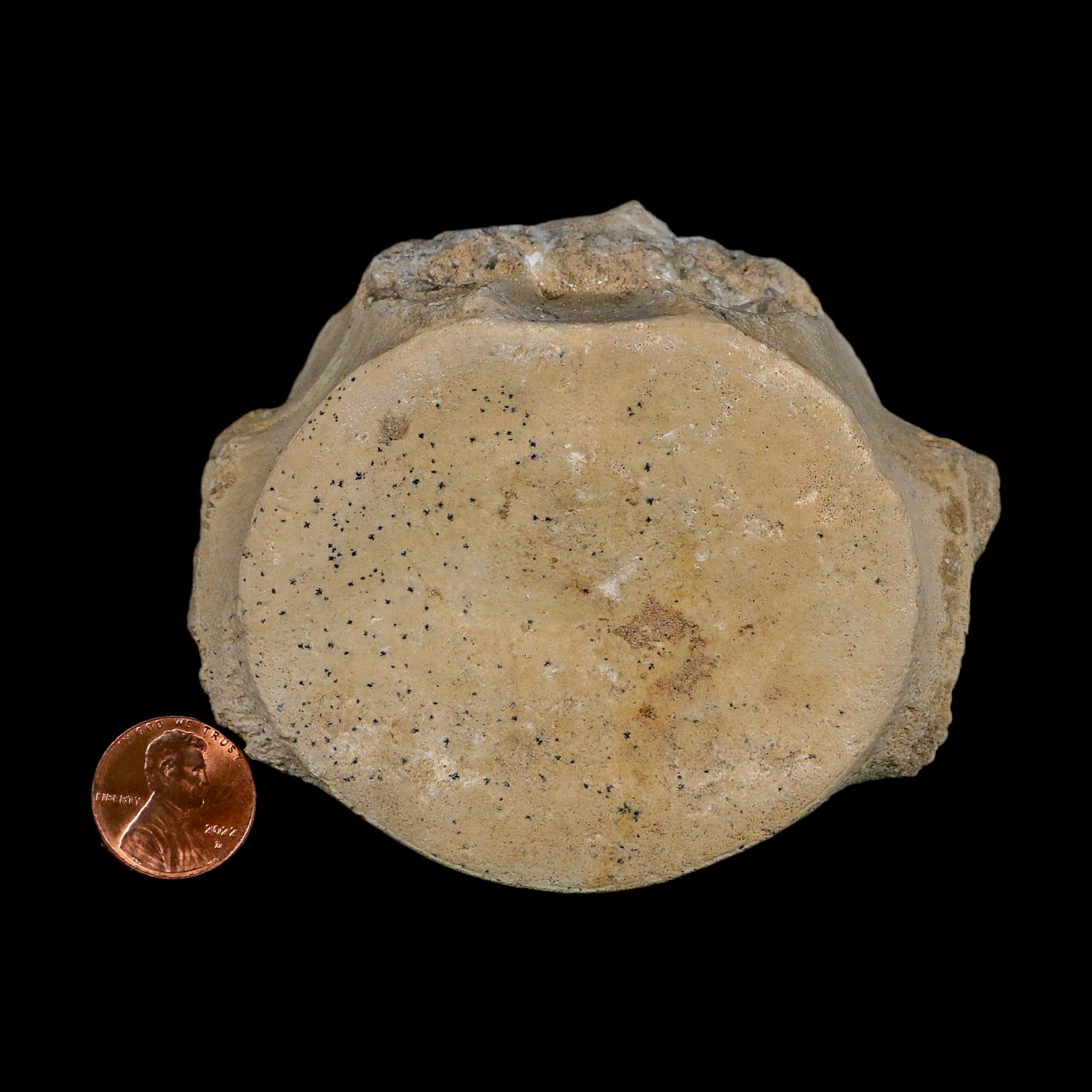 3.6" Plesiosaurus Fossil Vertebrae Cretaceous Dinosaur Era Morocco Zarafasaura COA