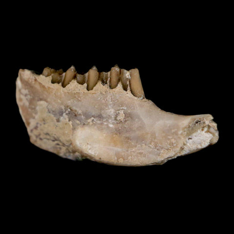 0.8" Palaeolagus Hayeni Fossil Jaw Section Teeth Oligocene Epoch South Dakota Display - Fossil Age Minerals