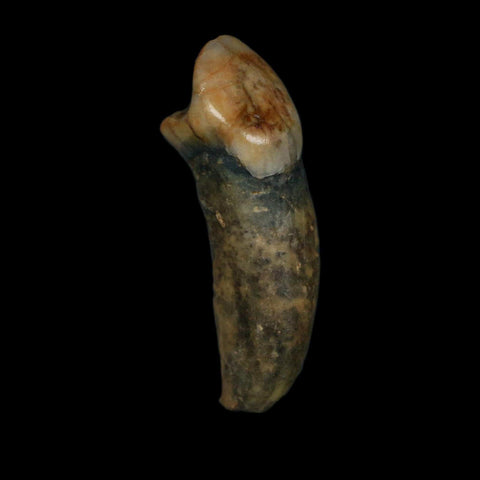 1.4" Extinct Cave Bear Ursus Spelaeus Incisor Tooth Rooted Pleistocene Age COA, Stand - Fossil Age Minerals