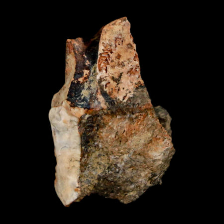 0.9" Raptor Theropod Fossil Bone Cretaceous Dinosaur Judith River FM MT COA Display