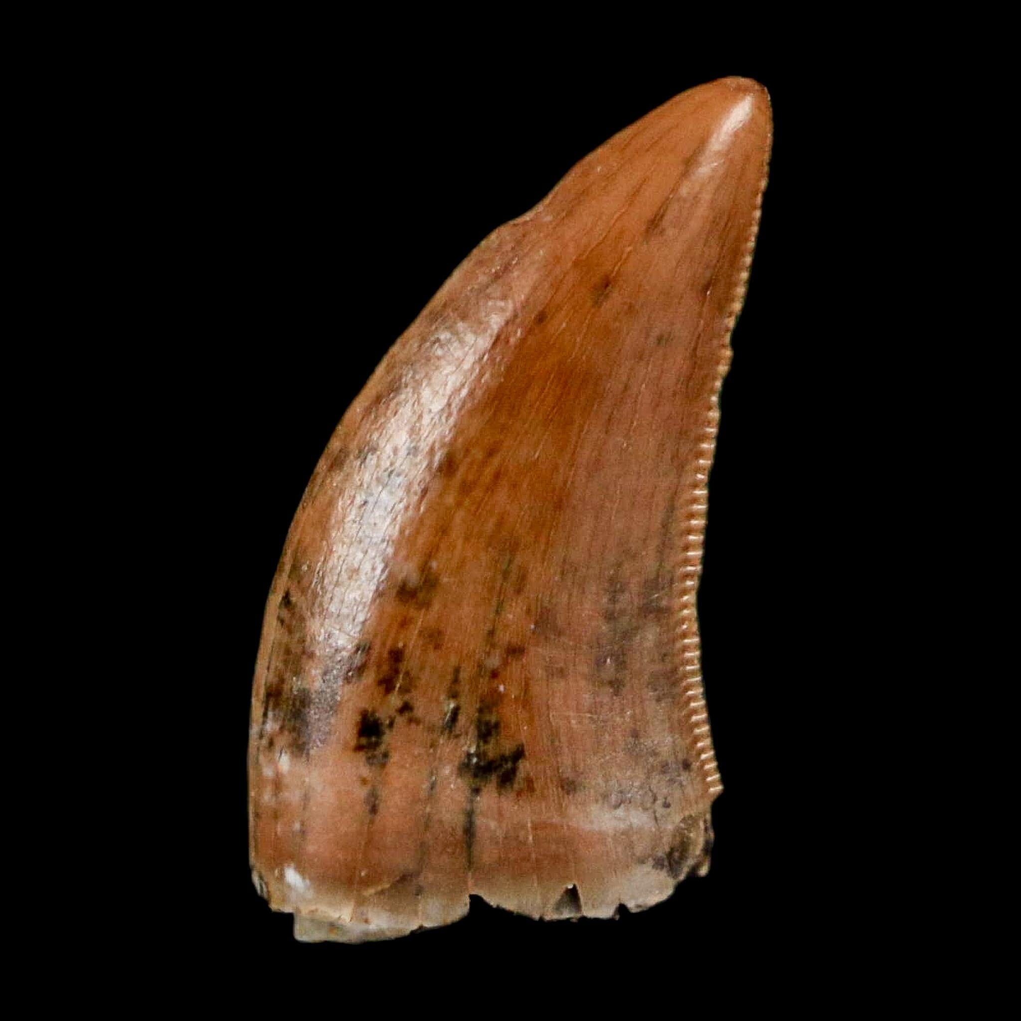 0.5" Nanotyrannus Tyrannosaurus Fossil Tooth Rooted Dinosaur Hell Creek MT COA - Fossil Age Minerals