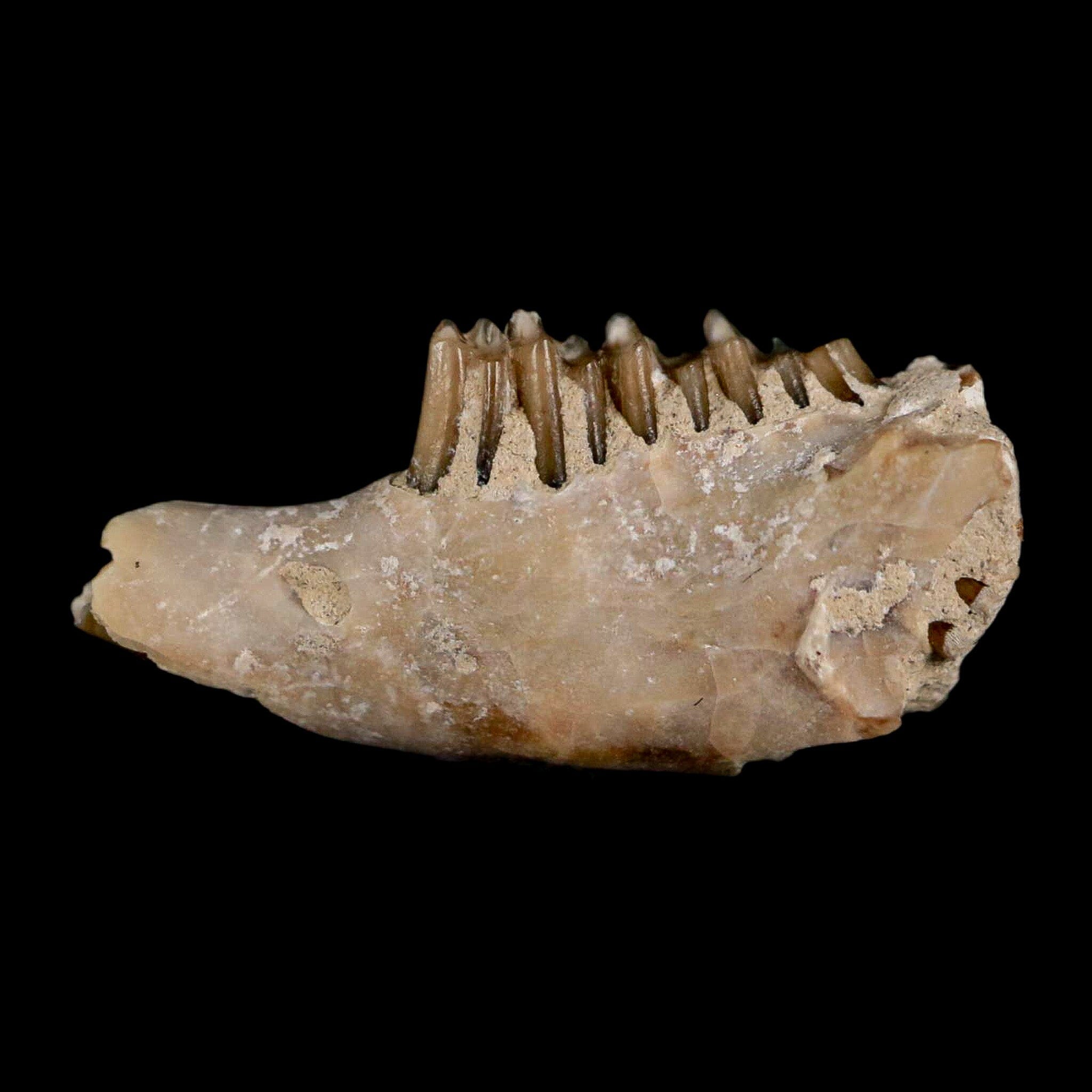 0.8" Palaeolagus Hayeni Fossil Jaw Section Teeth Oligocene Epoch South Dakota Display - Fossil Age Minerals