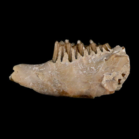 0.8" Palaeolagus Hayeni Fossil Jaw Section Teeth Oligocene Epoch South Dakota Display