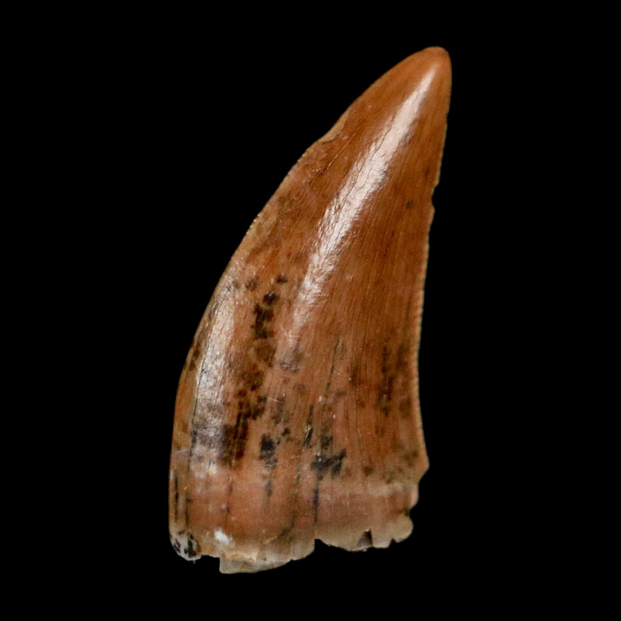0.5" Nanotyrannus Tyrannosaurus Fossil Tooth Rooted Dinosaur Hell Creek MT COA - Fossil Age Minerals