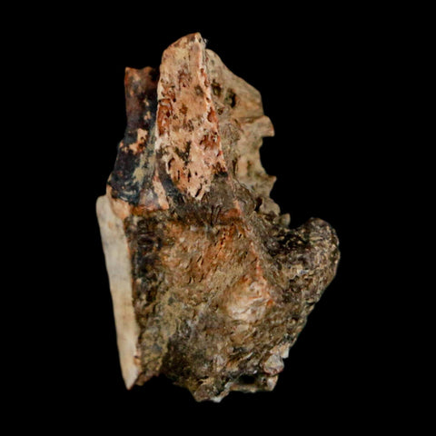 0.9" Raptor Theropod Fossil Bone Cretaceous Dinosaur Judith River FM MT COA Display