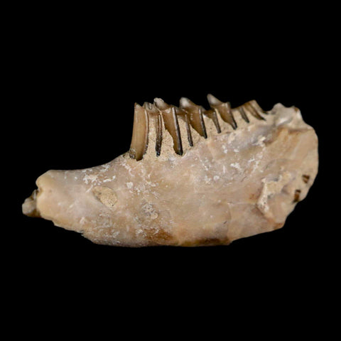 0.8" Palaeolagus Hayeni Fossil Jaw Section Teeth Oligocene Epoch South Dakota Display - Fossil Age Minerals