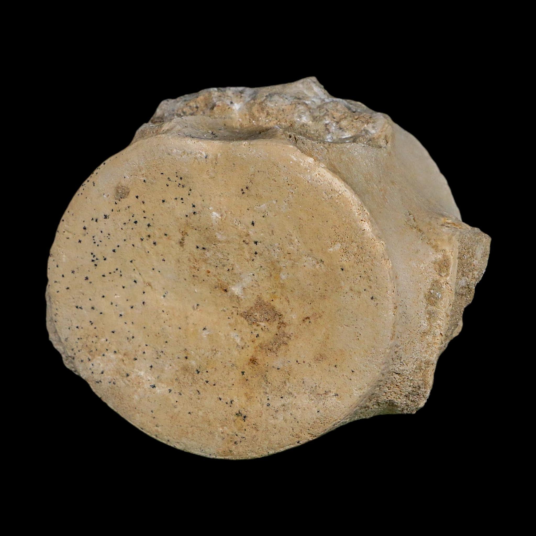 3.6" Plesiosaurus Fossil Vertebrae Cretaceous Dinosaur Era Morocco Zarafasaura COA