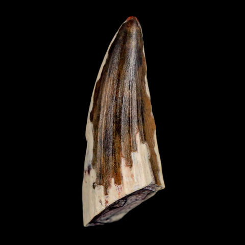 1.3" Suchomimus Fossil Tooth Cretaceous Spinosaurid Dinosaur Elraz FM Niger COA - Fossil Age Minerals