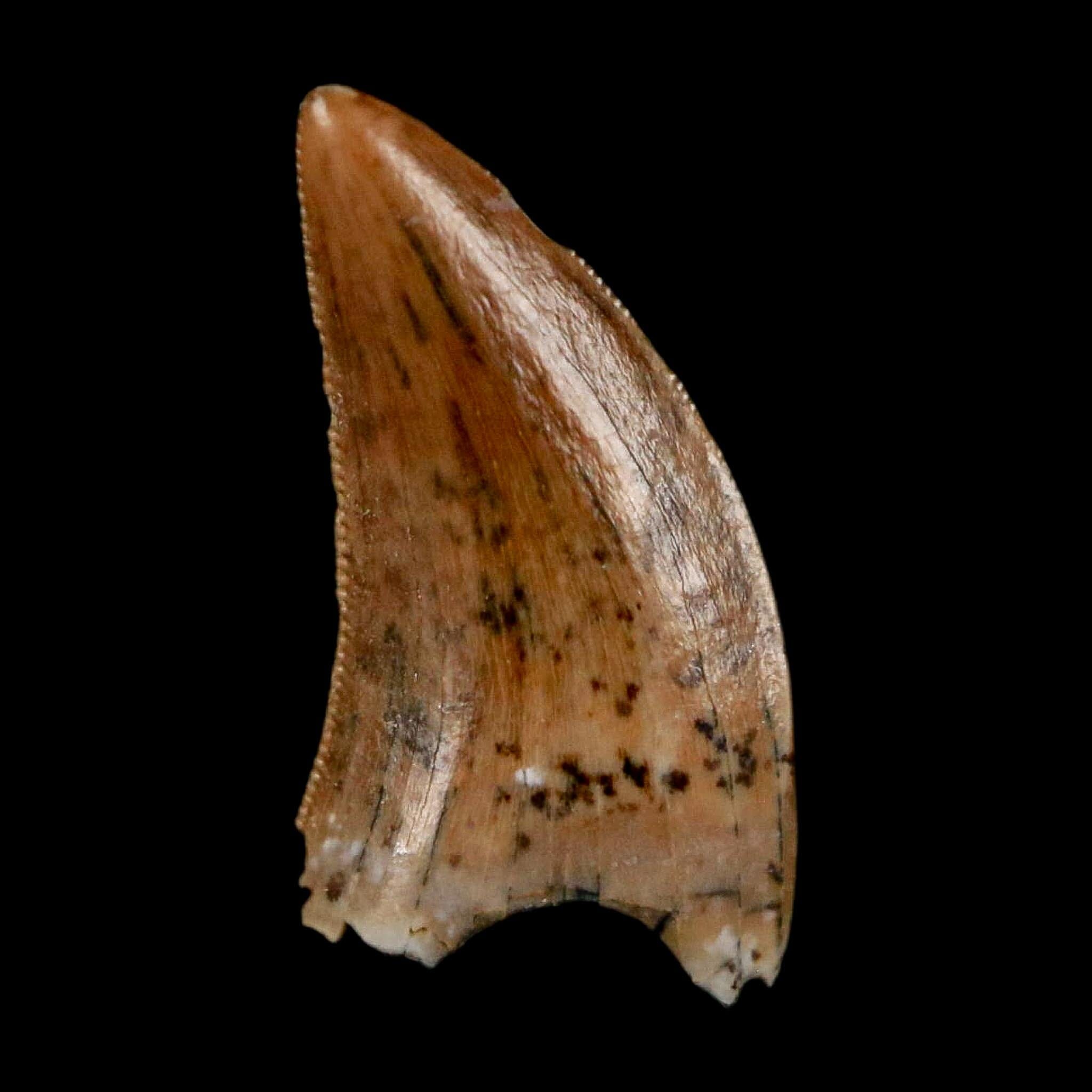 0.5" Nanotyrannus Tyrannosaurus Fossil Tooth Rooted Dinosaur Hell Creek MT COA - Fossil Age Minerals