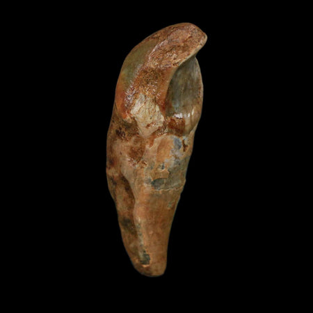 1.9" Extinct Cave Bear Ursus Spelaeus Incisor Tooth Rooted Pleistocene Age COA, Stand