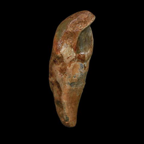 1.9" Extinct Cave Bear Ursus Spelaeus Incisor Tooth Rooted Pleistocene Age COA, Stand - Fossil Age Minerals