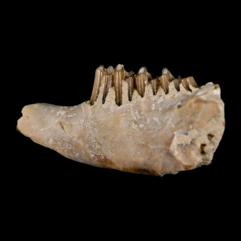 0.8" Palaeolagus Hayeni Fossil Jaw Section Teeth Oligocene Epoch South Dakota Display - Fossil Age Minerals