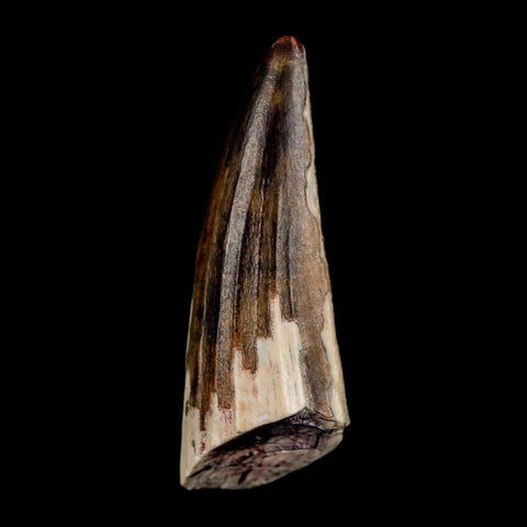 1.3" Suchomimus Fossil Tooth Cretaceous Spinosaurid Dinosaur Elraz FM Niger COA - Fossil Age Minerals