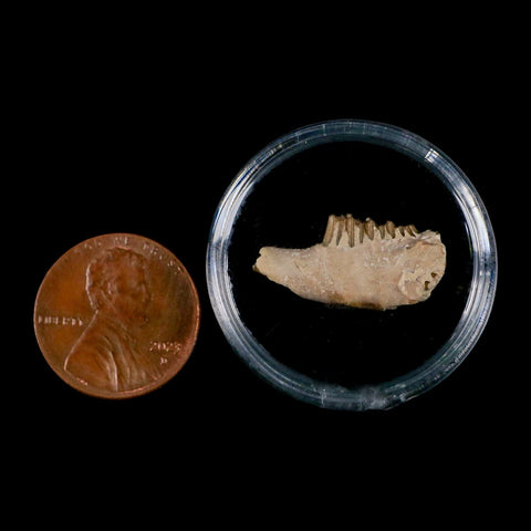 0.8" Palaeolagus Hayeni Fossil Jaw Section Teeth Oligocene Epoch South Dakota Display - Fossil Age Minerals