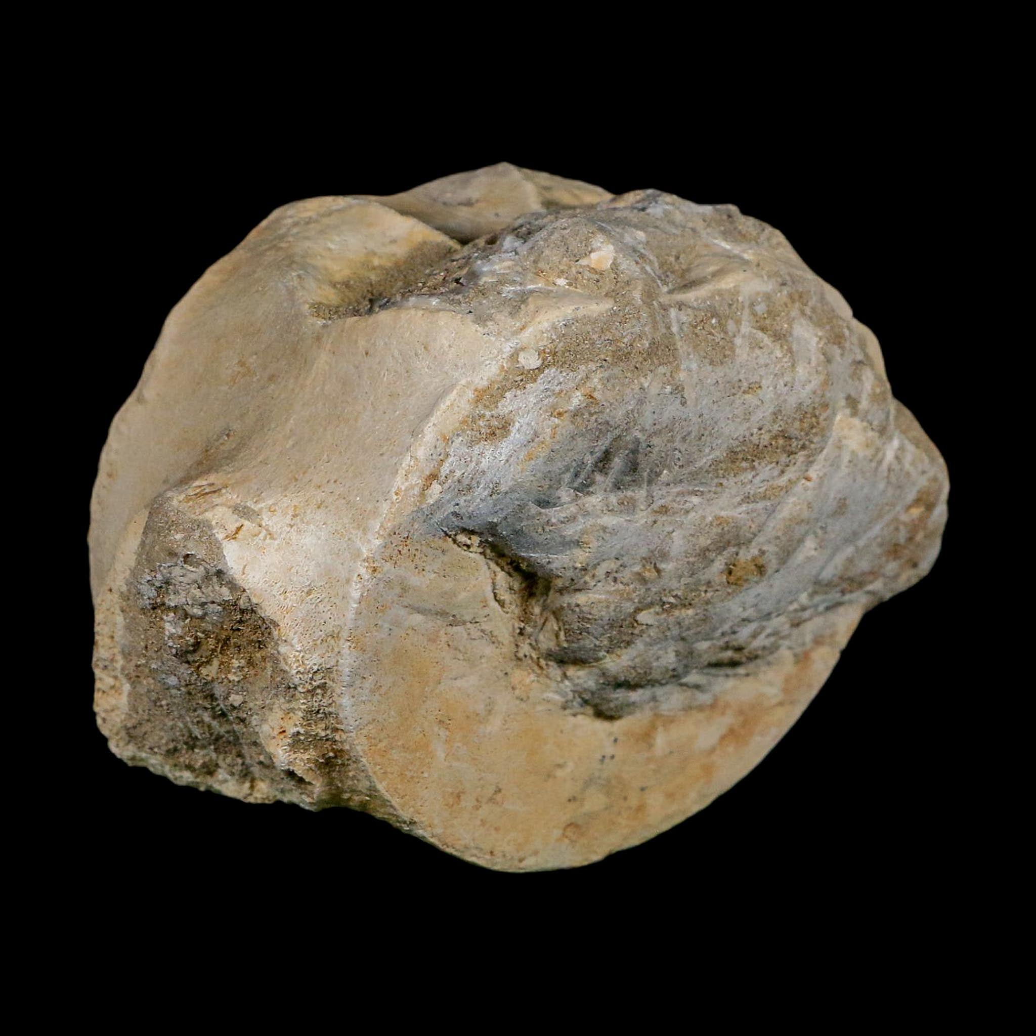 3.6" Plesiosaurus Fossil Vertebrae Cretaceous Dinosaur Era Morocco Zarafasaura COA