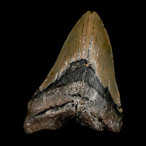 XL 4.5" Quality Megalodon Shark Tooth Serrated Fossil Natural Miocene Age COA - Fossil Age Minerals