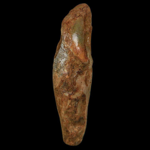 1.9" Extinct Cave Bear Ursus Spelaeus Incisor Tooth Rooted Pleistocene Age COA, Stand - Fossil Age Minerals