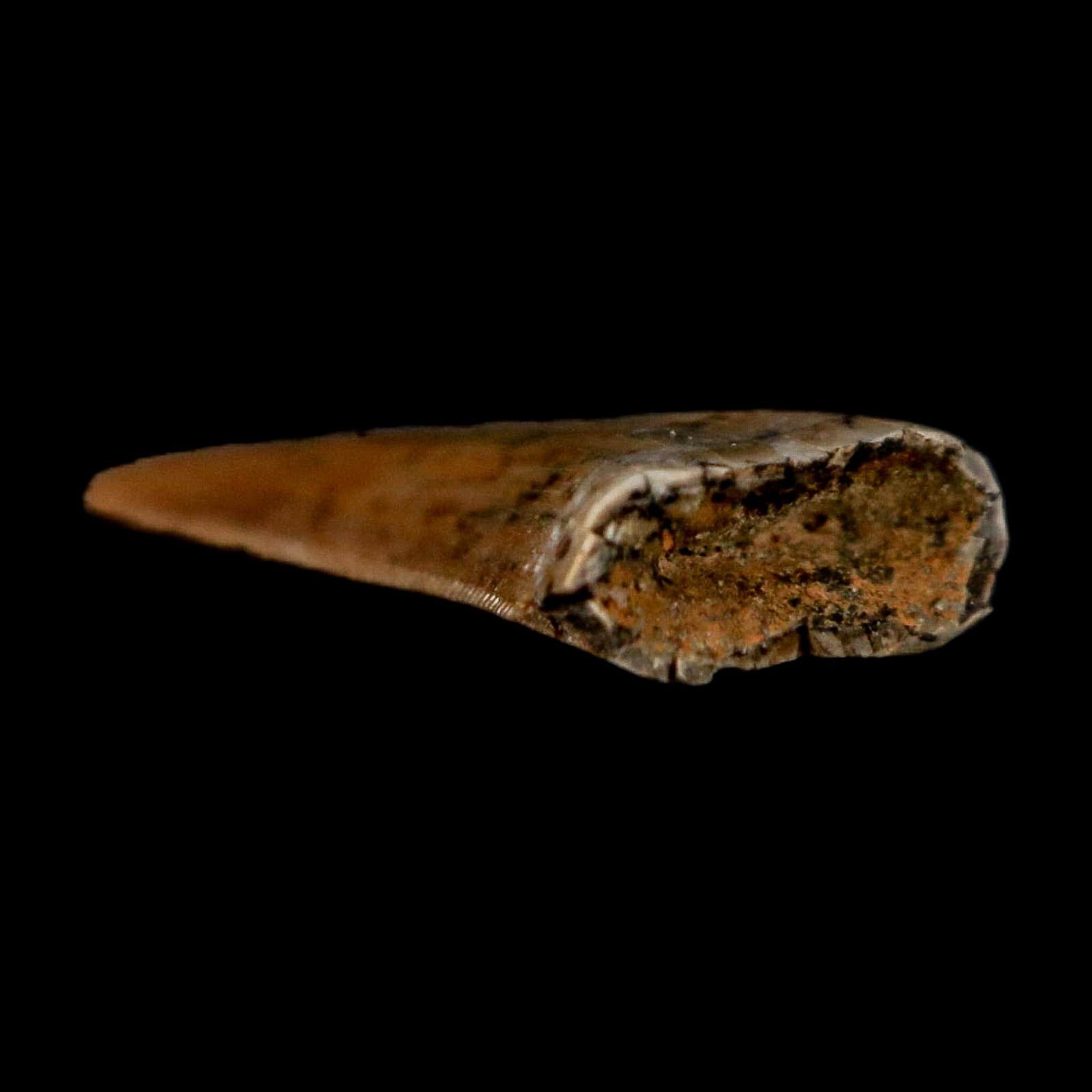 0.5" Nanotyrannus Tyrannosaurus Fossil Tooth Rooted Dinosaur Hell Creek MT COA - Fossil Age Minerals