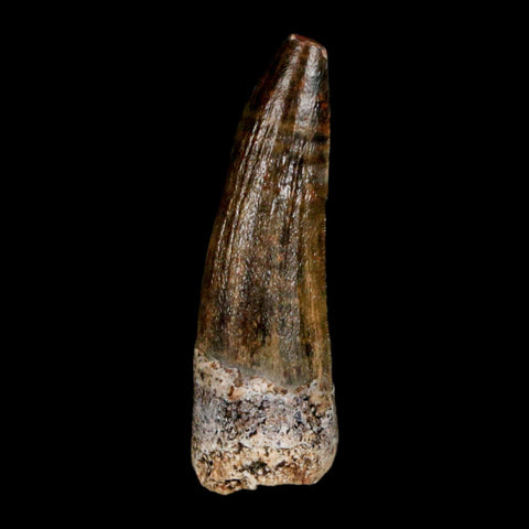 1.1" Suchomimus Fossil Tooth Cretaceous Spinosaurid Dinosaur Elraz FM Niger COA - Fossil Age Minerals