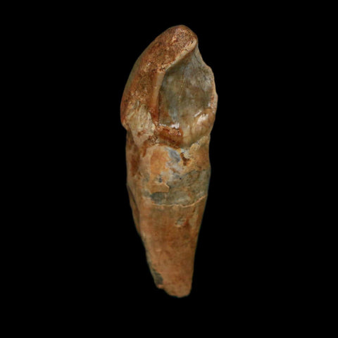 1.9" Extinct Cave Bear Ursus Spelaeus Incisor Tooth Rooted Pleistocene Age COA, Stand - Fossil Age Minerals