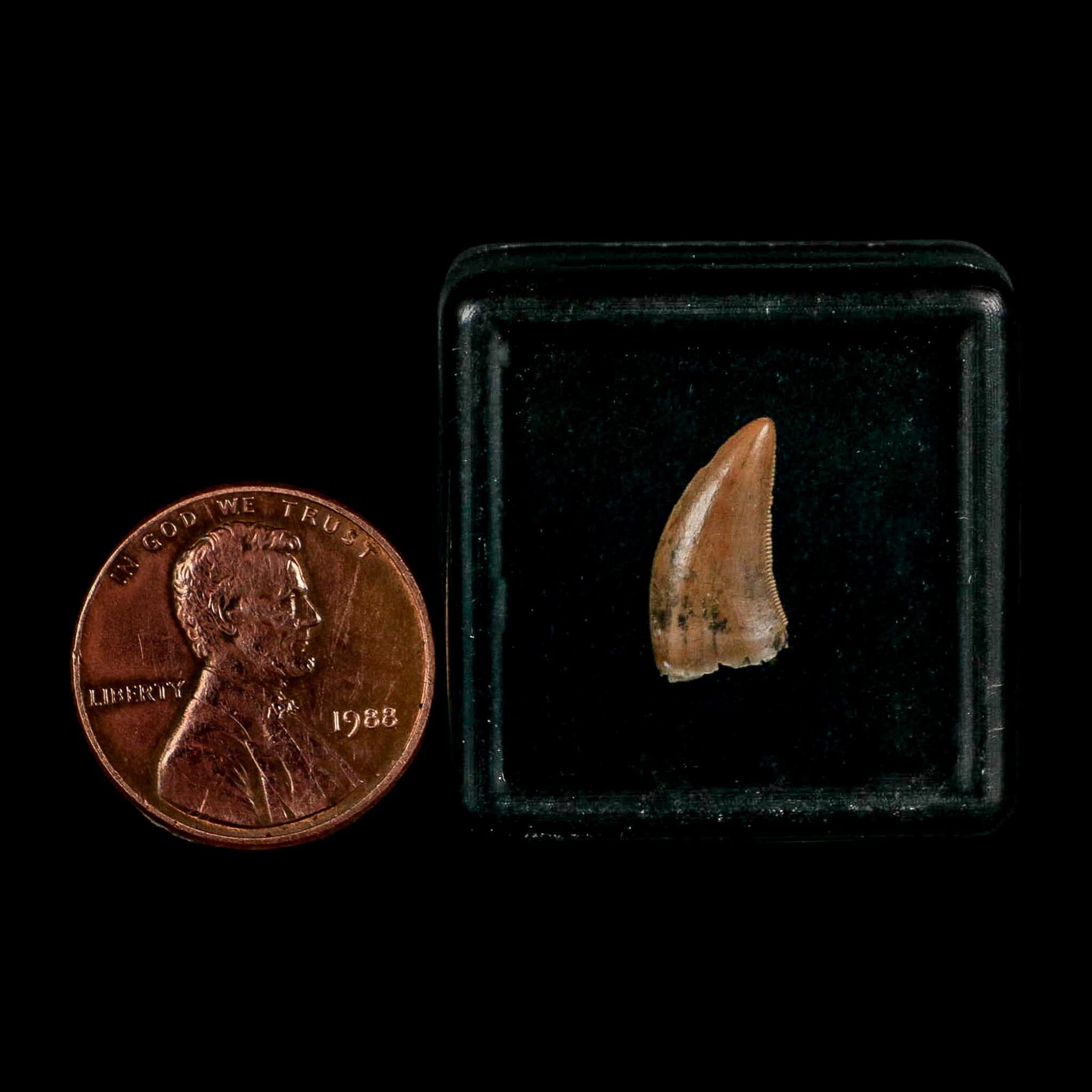0.5" Nanotyrannus Tyrannosaurus Fossil Tooth Rooted Dinosaur Hell Creek MT COA - Fossil Age Minerals