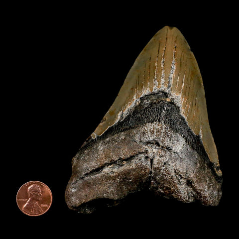 XL 4.5" Quality Megalodon Shark Tooth Serrated Fossil Natural Miocene Age COA - Fossil Age Minerals