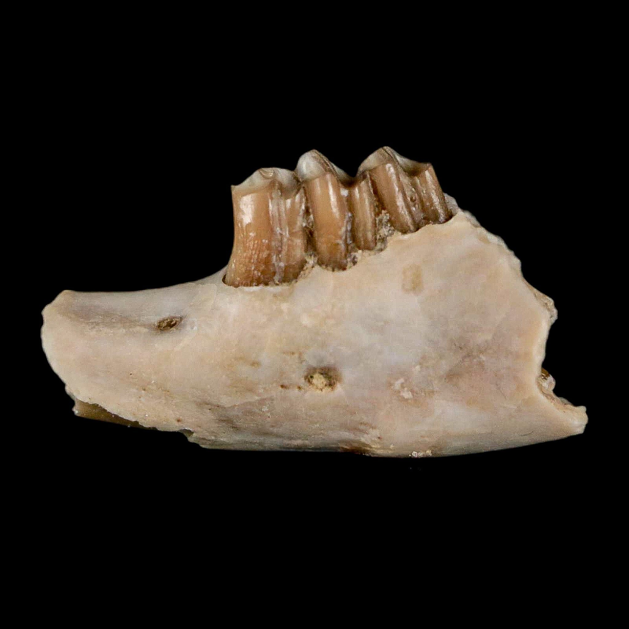 0.7" Palaeolagus Hayeni Fossil Jaw Section Teeth Oligocene Epoch South Dakota Display - Fossil Age Minerals