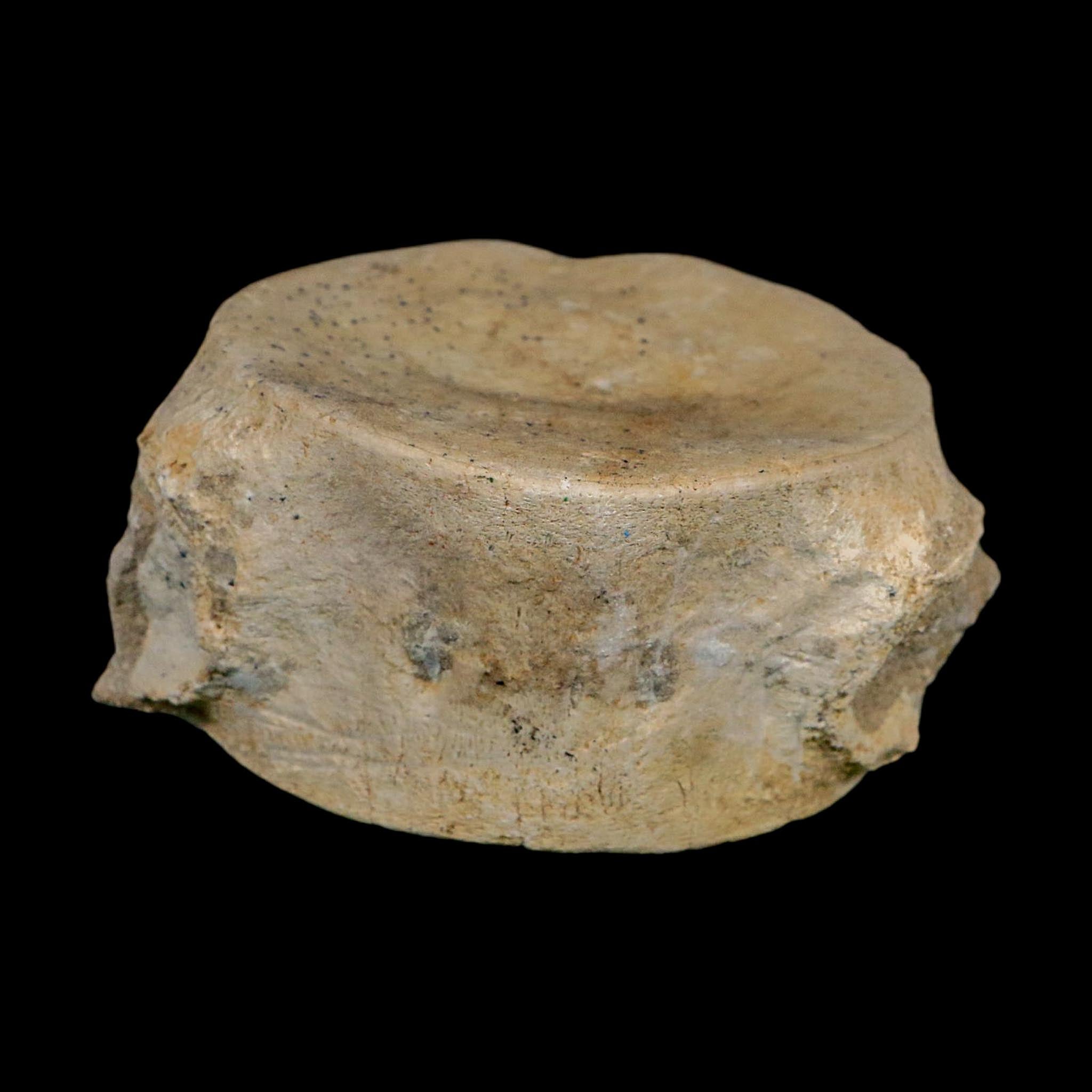 3.6" Plesiosaurus Fossil Vertebrae Cretaceous Dinosaur Era Morocco Zarafasaura COA