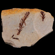 1.8" Detailed Fossil Plant Leafs Metasequoia Dawn Redwood Oligocene Age MT COA