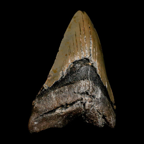 XL 4.5" Quality Megalodon Shark Tooth Serrated Fossil Natural Miocene Age COA - Fossil Age Minerals