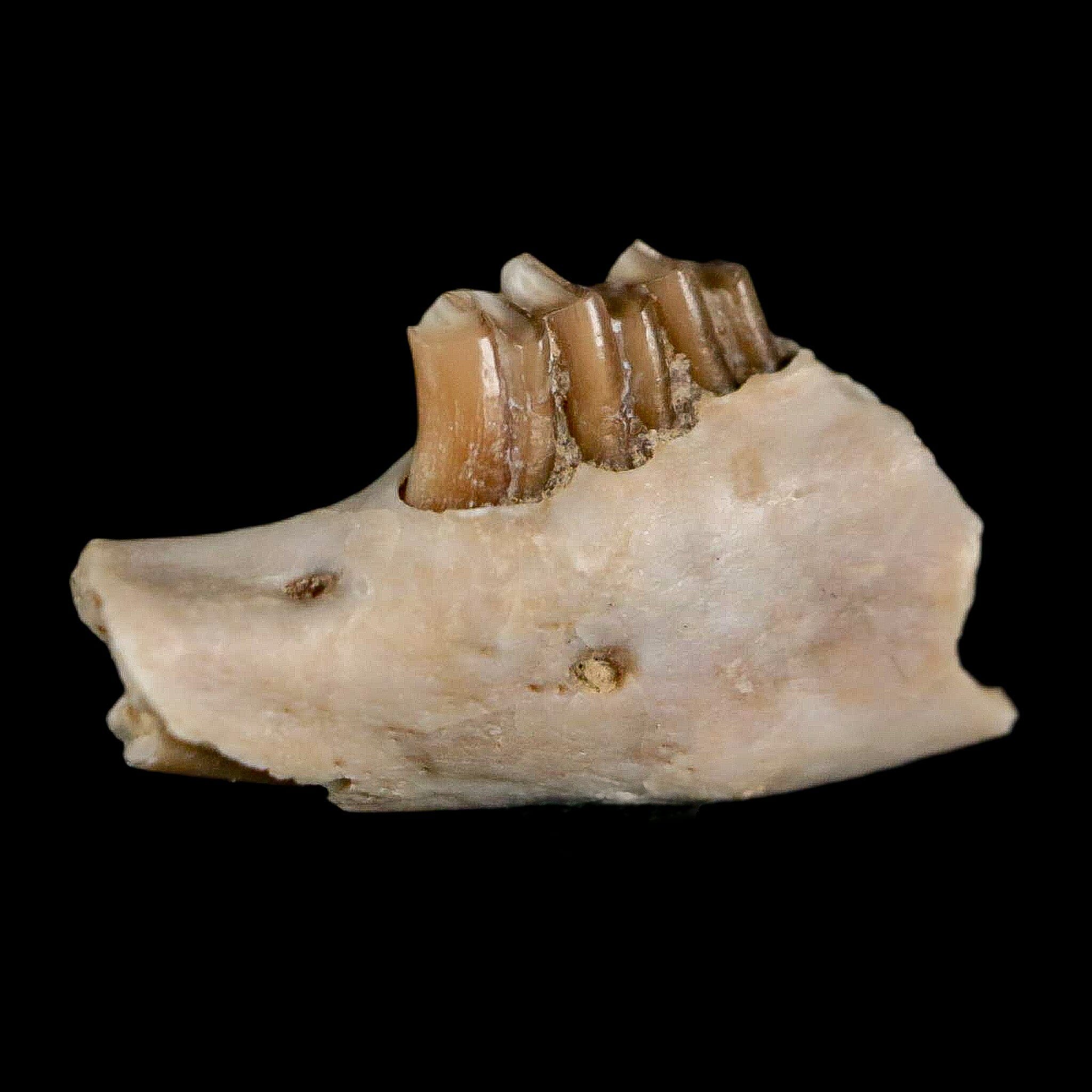 0.7" Palaeolagus Hayeni Fossil Jaw Section Teeth Oligocene Epoch South Dakota Display - Fossil Age Minerals