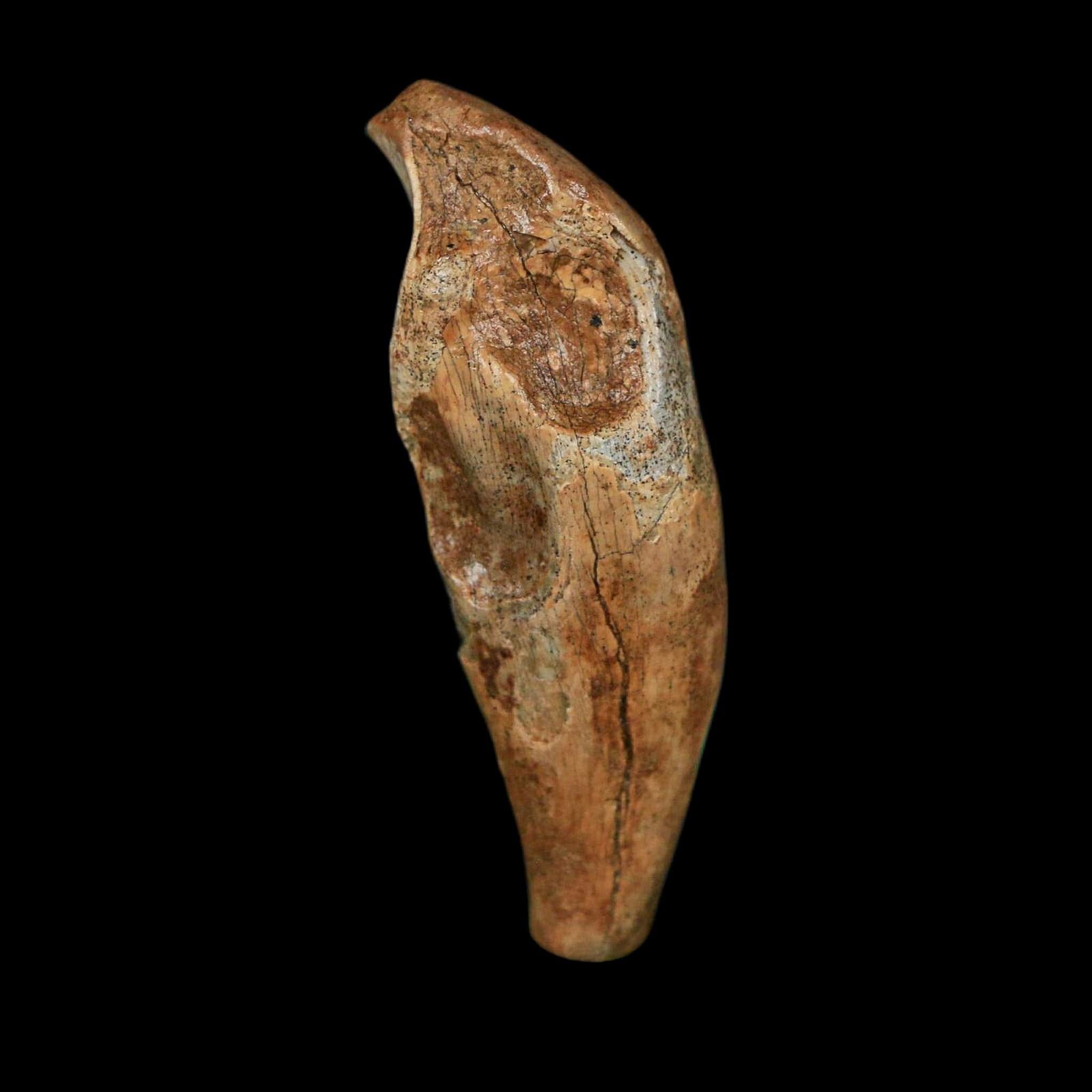 1.9" Extinct Cave Bear Ursus Spelaeus Incisor Tooth Rooted Pleistocene Age COA, Stand - Fossil Age Minerals