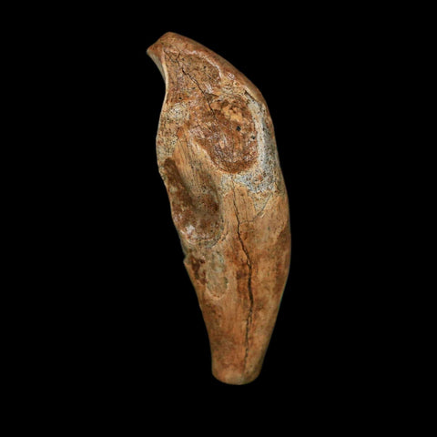 1.9" Extinct Cave Bear Ursus Spelaeus Incisor Tooth Rooted Pleistocene Age COA, Stand - Fossil Age Minerals