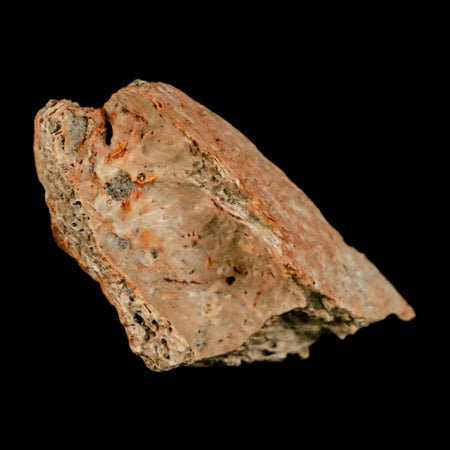 1.1" Raptor Theropod Fossil Bone Cretaceous Dinosaur Judith River FM MT COA Display