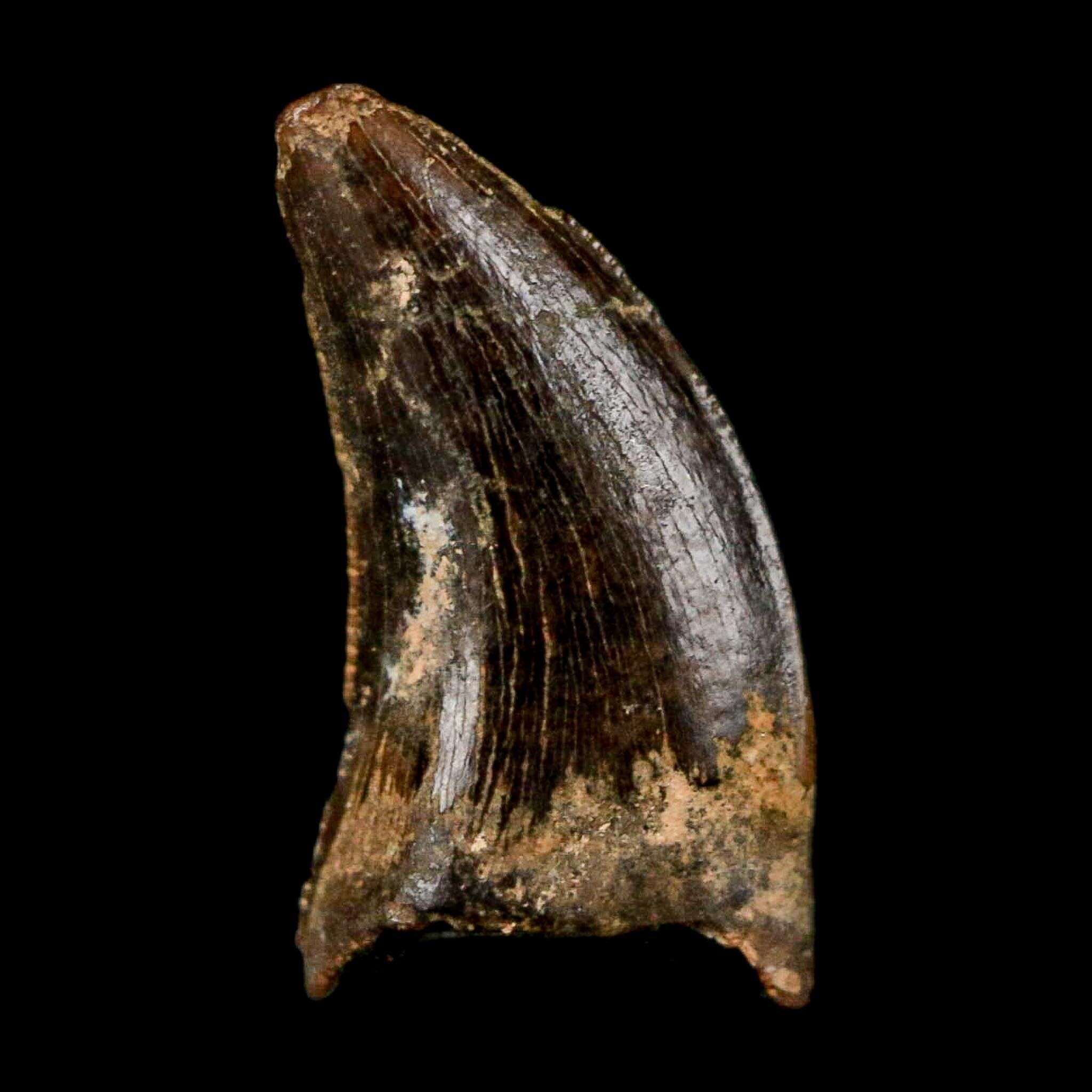 0.5" Nanotyrannus Tyrannosaurus Fossil Tooth Rooted Dinosaur Hell Creek MT COA - Fossil Age Minerals
