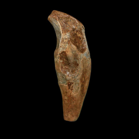 1.9" Extinct Cave Bear Ursus Spelaeus Incisor Tooth Rooted Pleistocene Age COA, Stand - Fossil Age Minerals