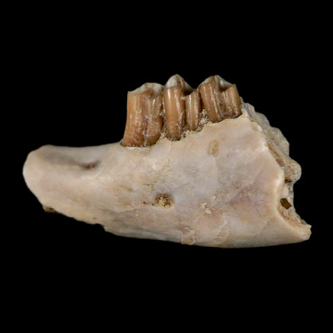 0.7" Palaeolagus Hayeni Fossil Jaw Section Teeth Oligocene Epoch South Dakota Display - Fossil Age Minerals