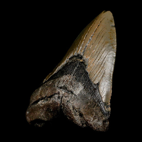 XL 4.5" Quality Megalodon Shark Tooth Serrated Fossil Natural Miocene Age COA - Fossil Age Minerals