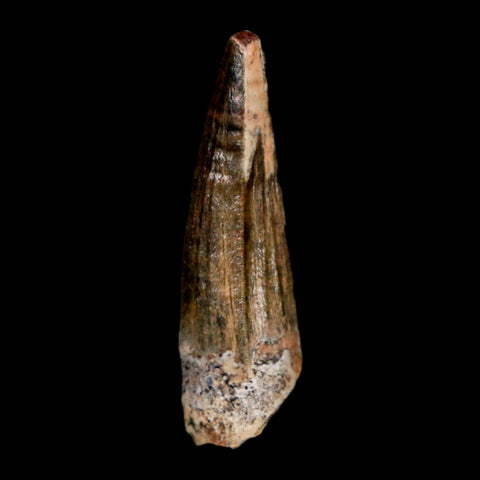 1.1" Suchomimus Fossil Tooth Cretaceous Spinosaurid Dinosaur Elraz FM Niger COA - Fossil Age Minerals