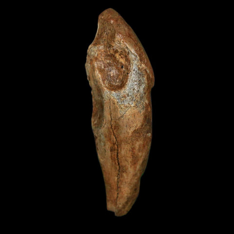 1.9" Extinct Cave Bear Ursus Spelaeus Incisor Tooth Rooted Pleistocene Age COA, Stand - Fossil Age Minerals