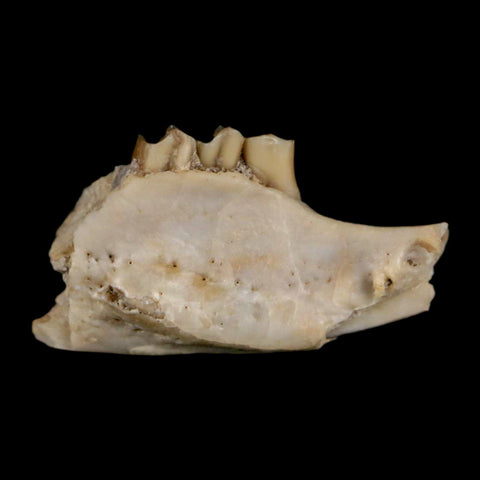 0.7" Palaeolagus Hayeni Fossil Jaw Section Teeth Oligocene Epoch South Dakota Display - Fossil Age Minerals