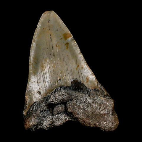 XL 4.5" Quality Megalodon Shark Tooth Serrated Fossil Natural Miocene Age COA - Fossil Age Minerals