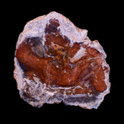 3" Fossilized Polished Petrified Wood Branch Madagascar 66-225 Million Yrs Old