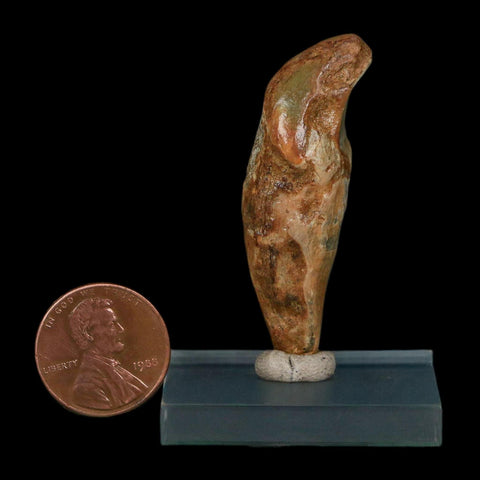 1.9" Extinct Cave Bear Ursus Spelaeus Incisor Tooth Rooted Pleistocene Age COA, Stand - Fossil Age Minerals