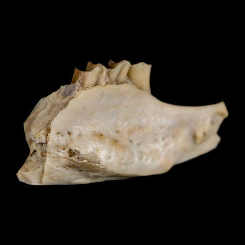 0.7" Palaeolagus Hayeni Fossil Jaw Section Teeth Oligocene Epoch South Dakota Display - Fossil Age Minerals