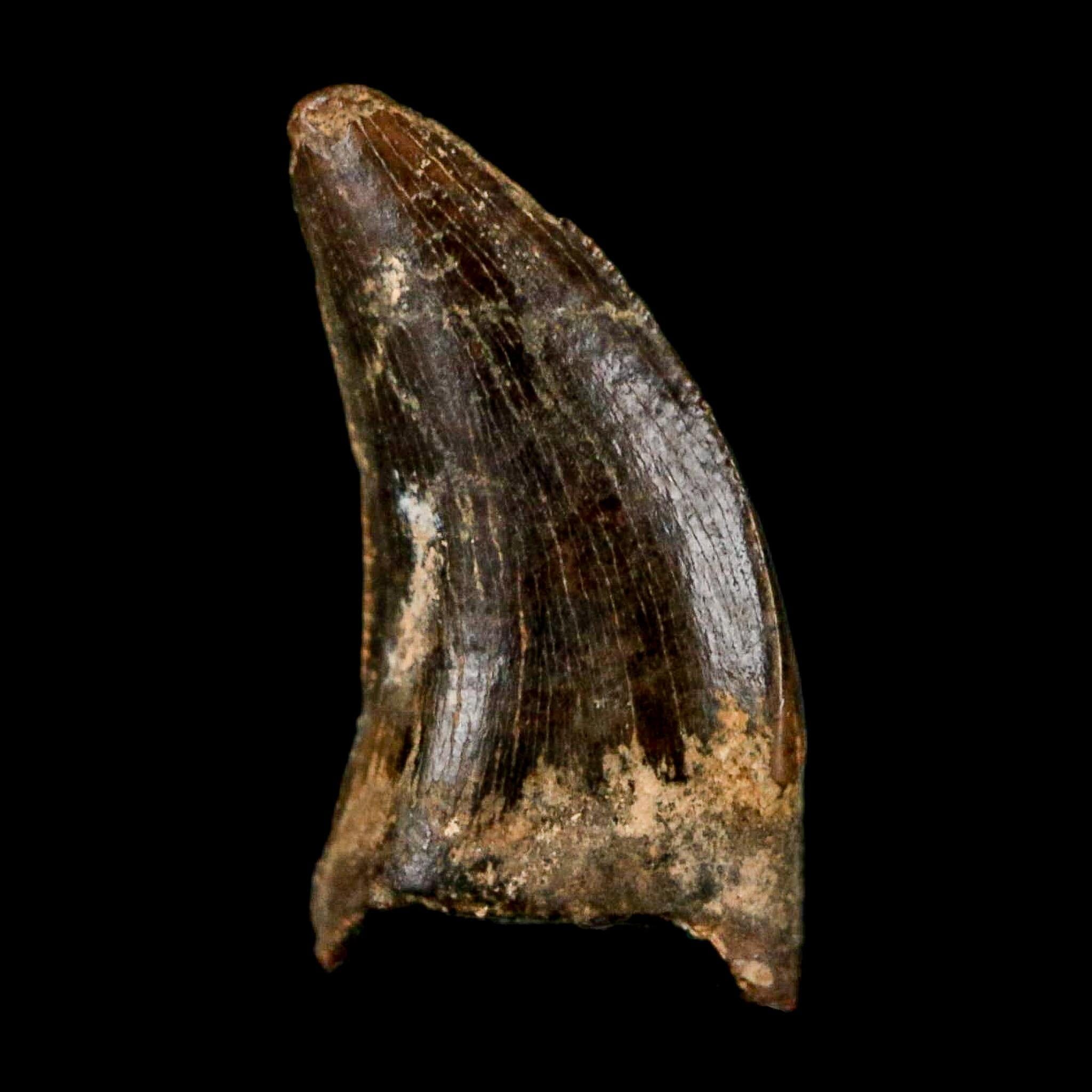 0.5" Nanotyrannus Tyrannosaurus Fossil Tooth Rooted Dinosaur Hell Creek MT COA - Fossil Age Minerals