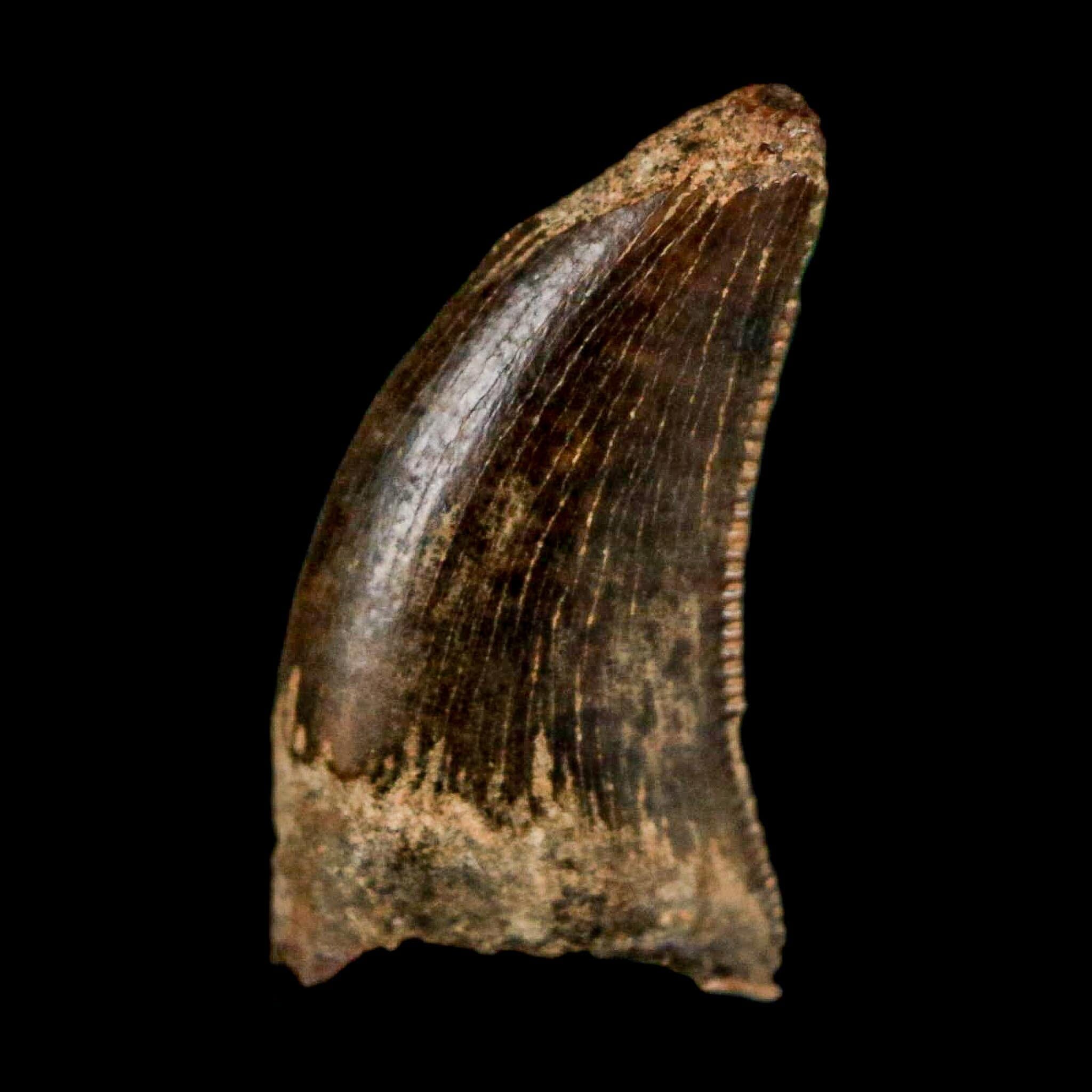 0.5" Nanotyrannus Tyrannosaurus Fossil Tooth Rooted Dinosaur Hell Creek MT COA - Fossil Age Minerals
