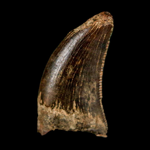 0.5" Nanotyrannus Tyrannosaurus Fossil Tooth Rooted Dinosaur Hell Creek MT COA - Fossil Age Minerals