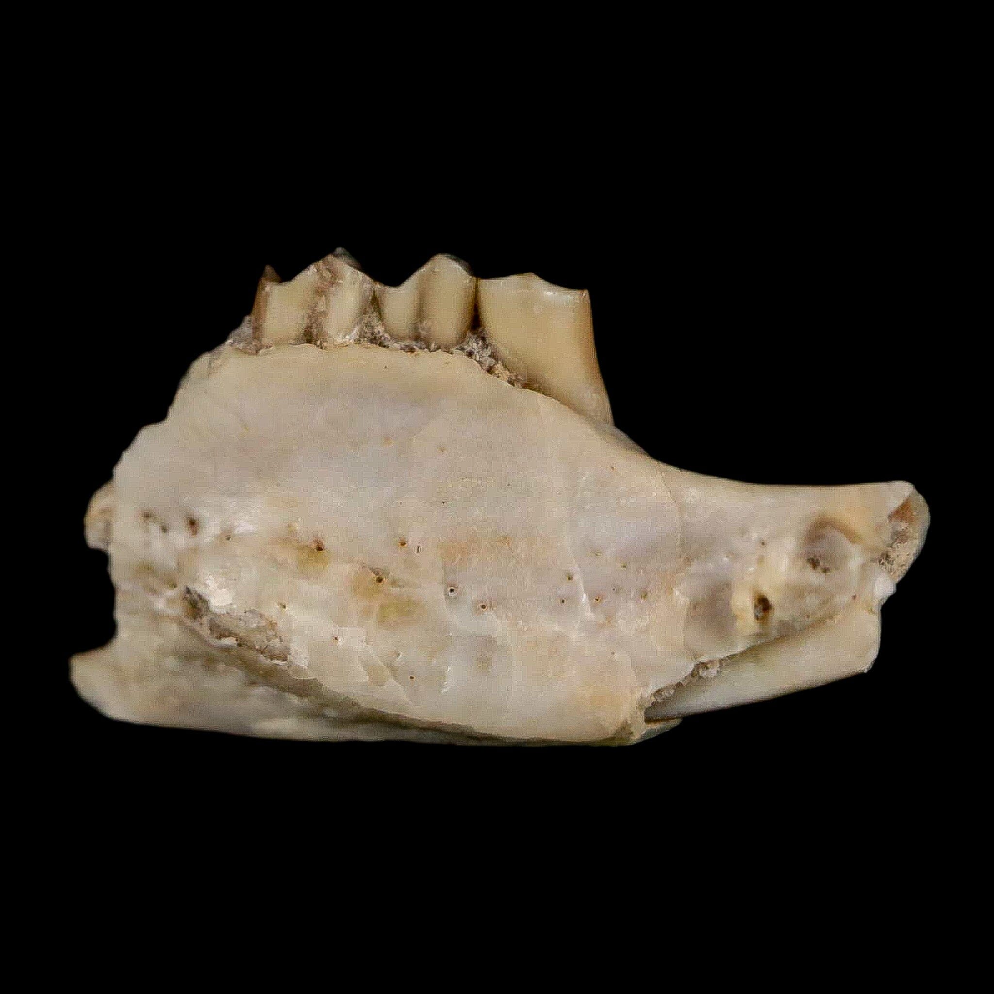 0.7" Palaeolagus Hayeni Fossil Jaw Section Teeth Oligocene Epoch South Dakota Display - Fossil Age Minerals